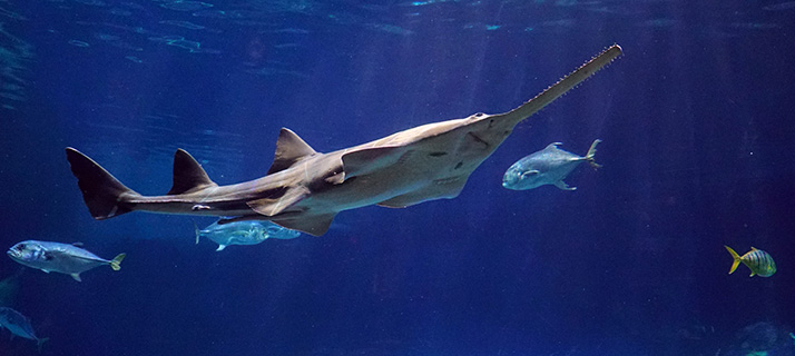 Sawfish
