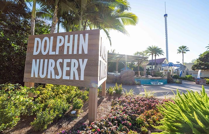 Dolphin Nursery at SeaWorld Orlando