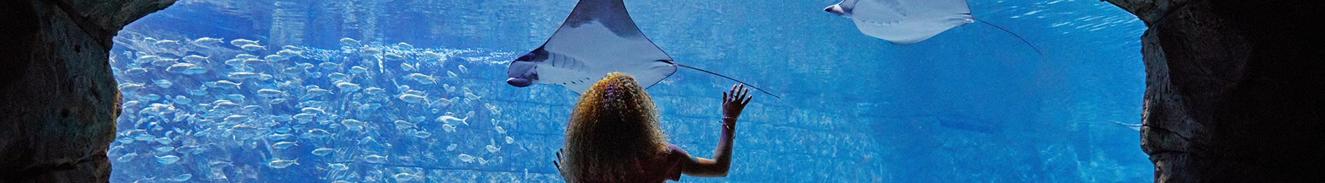 Manta Aquarium at SeaWorld Orlando