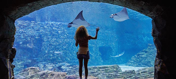 Manta Aquarium at SeaWorld Orlando