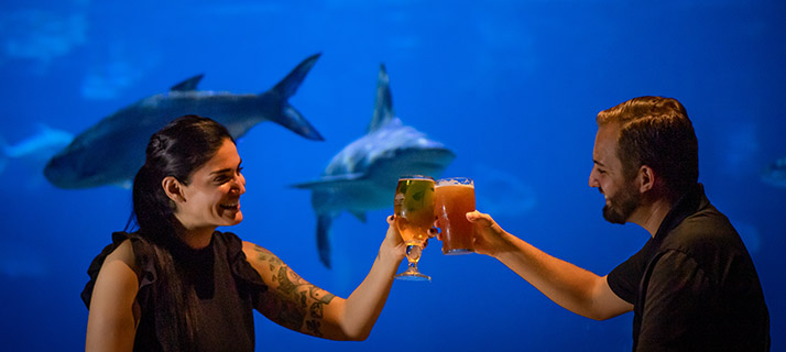 Valentines Day Dine at SeaWorld Sharks Underwater Grill
