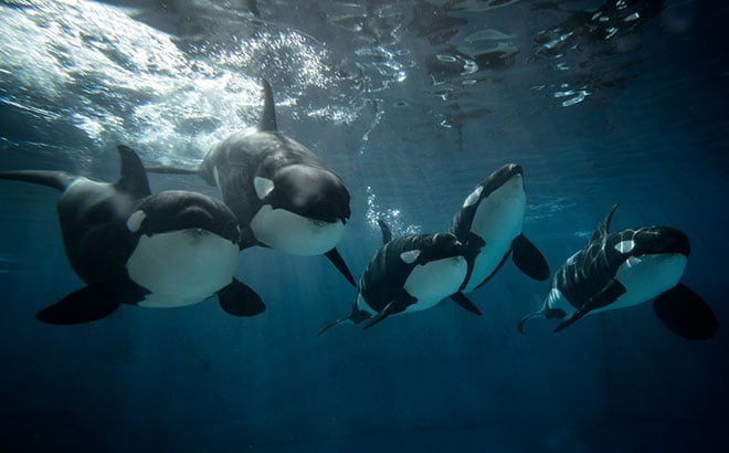 See Killer Whales up-close with a tour or a dining experience.