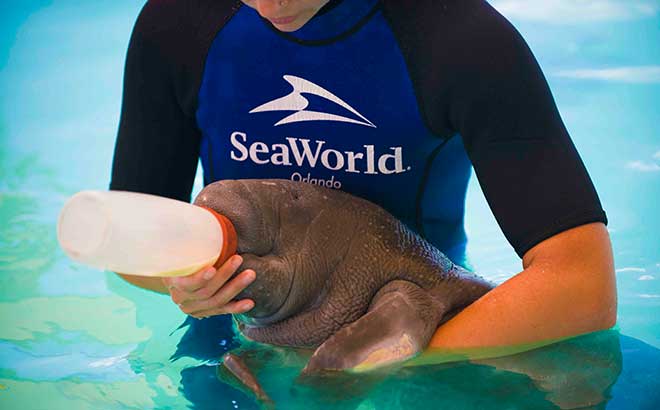 The animal rescue team is on call 24/7/365 at SeaWorld to help animals in need.