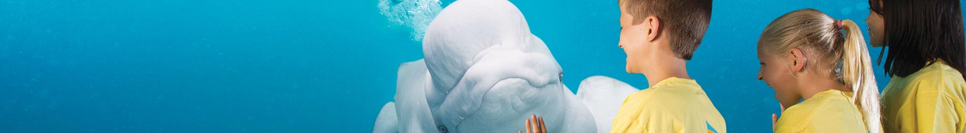 SeaWorld campers at beluga viewing area