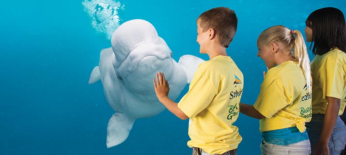 SeaWorld campers at beluga viewing area