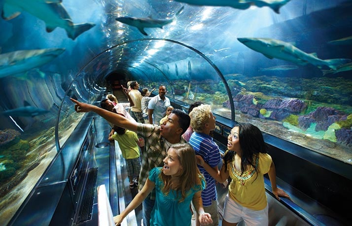 Teens in the SeaWorld Shark Encounter Tunnel