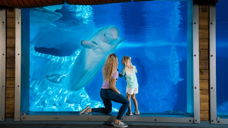 Mother and daughter looking at a Beluga whale