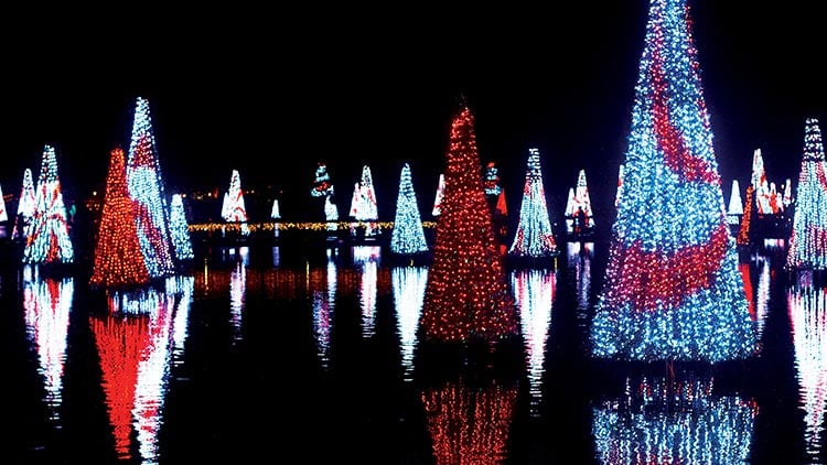 Sea of Trees at SeaWorld Orlando Christmas Celebration