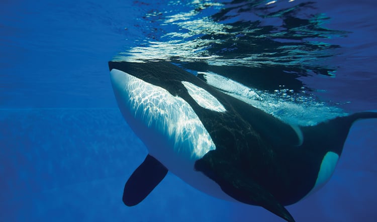 SeaWorld Orlando Eat Free Package