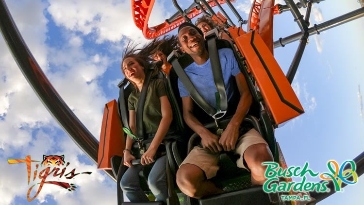 Tigris at Busch Gardens Tampa Bay