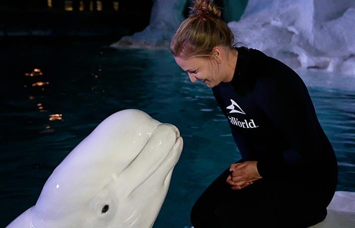 Beluga whale and animal care specialist