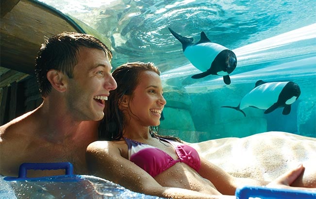 Dolphin Plunge at Aquatica