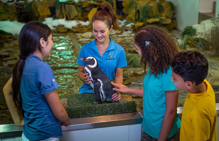 Penguin Encounter tour at SeaWorld Orlando