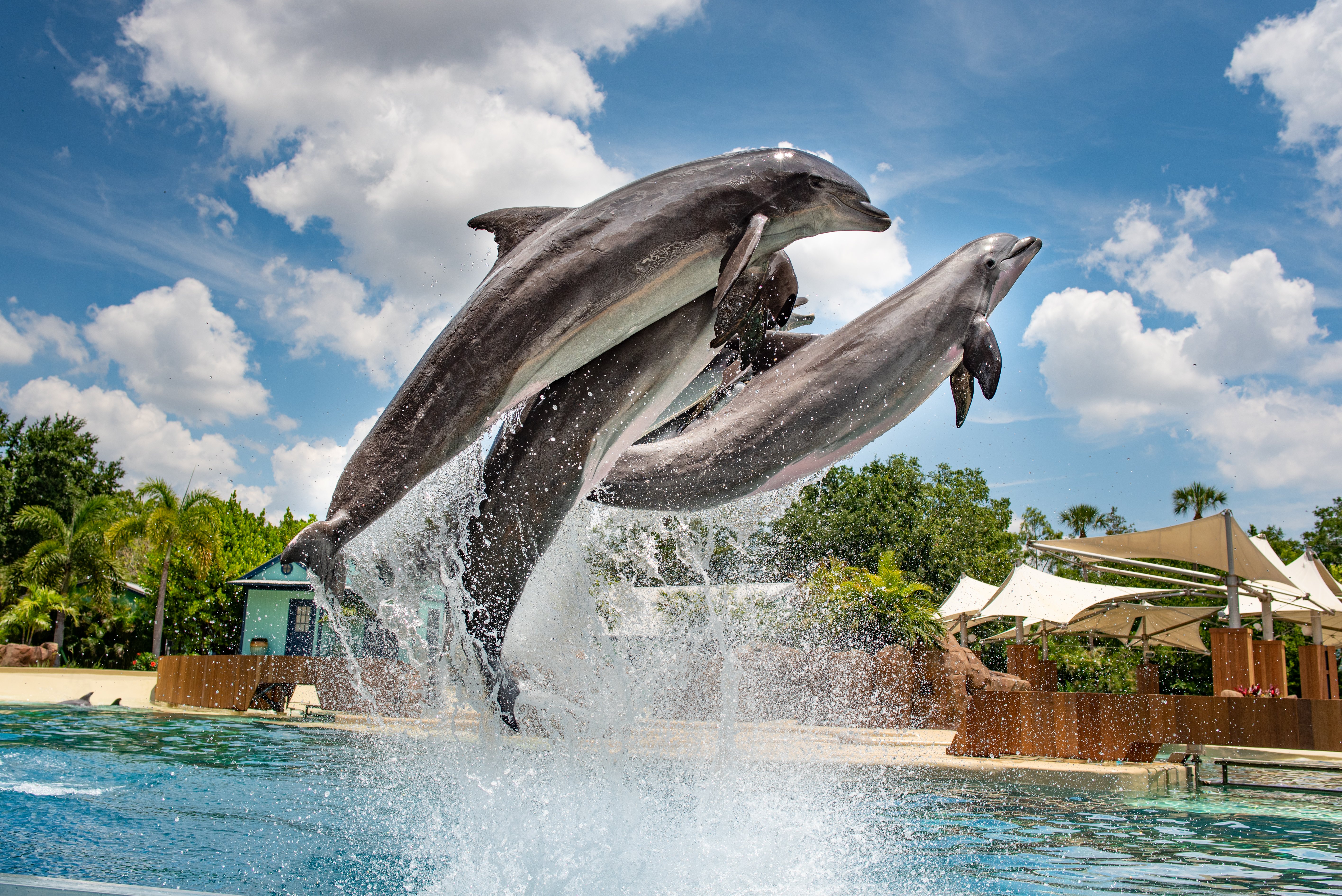 Dolphins Leaping