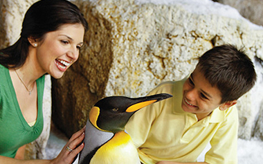 Orlando Penguin Tour - SeaWorld Penguin Experience | SeaWorld Orlando