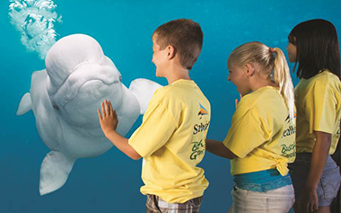 Ocean Trek Camp at SeaWorld Orlando