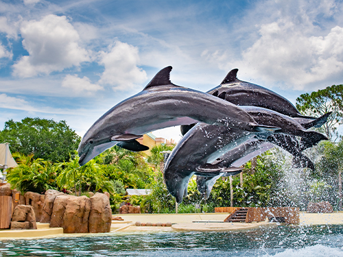 Dolphin Adventures - All-New Live Bottlenose Dolphin Show | SeaWorld Orlando