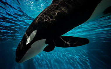 Killer Whale Photo Add-On Package at SeaWorld Orlando