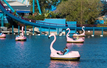 Flamingo Paddle Boats