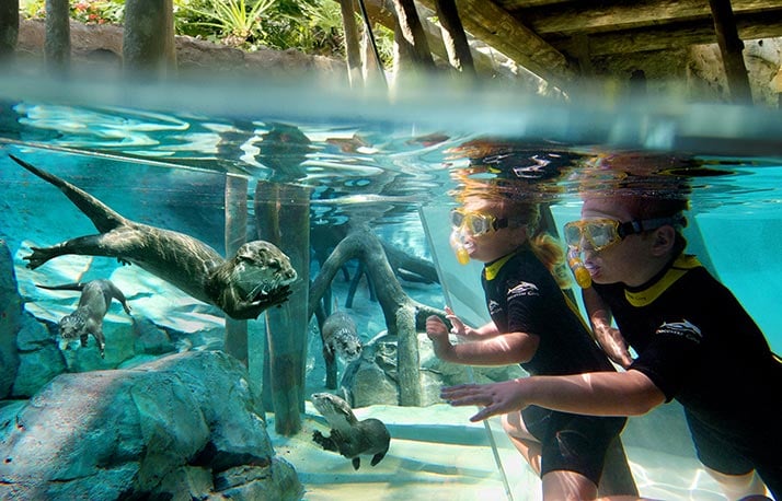 Children snorkeling at Discovery Cove