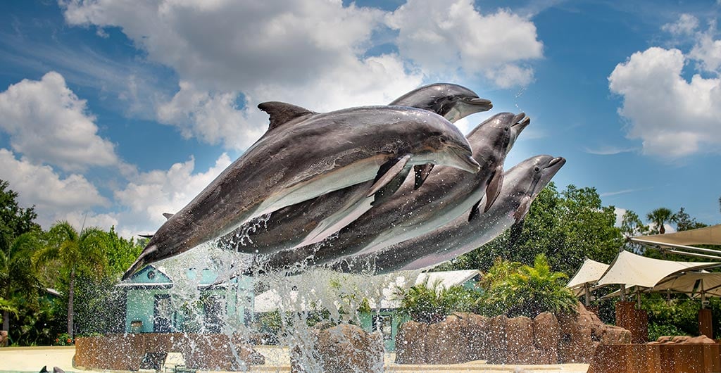 Dolphin Adventures at SeaWorld Orlando