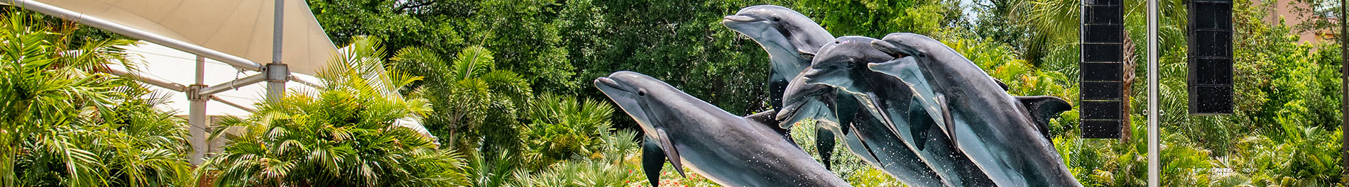 Dolphin Adventures at SeaWorld Orlando