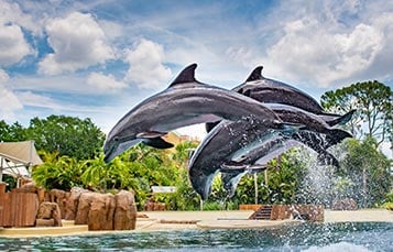 Dolphin Adventure at SeaWorld Orlando