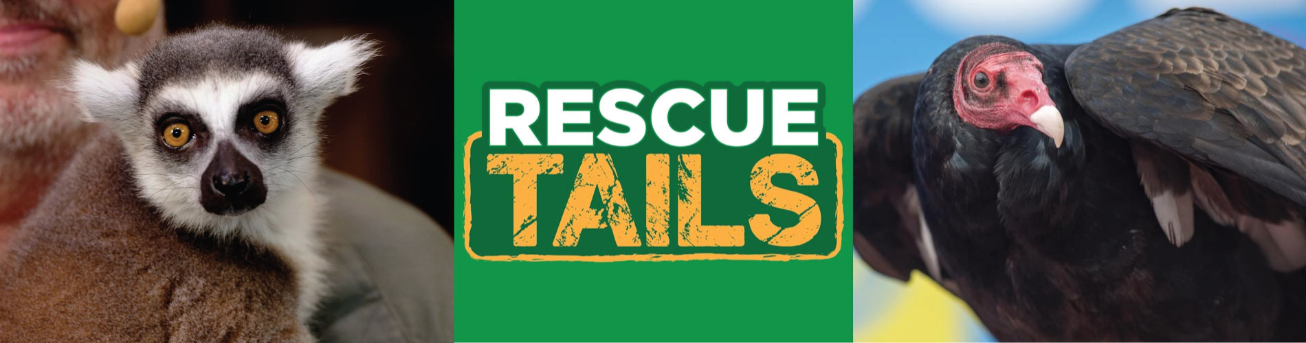 Rescue Tails at SeaWorld Orlando