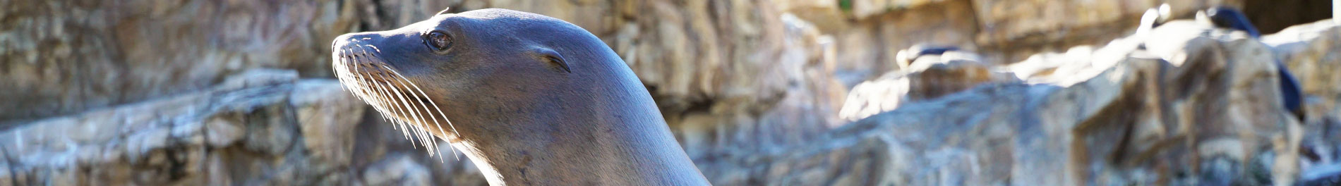Sea Lion and Otter Spotlight at SeaWorld Orlando