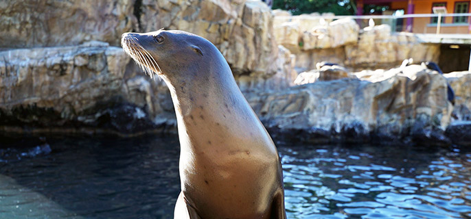 Sea Lion & Otter Spotlight