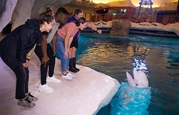 Beluga Encounter at SeaWorld Orlando