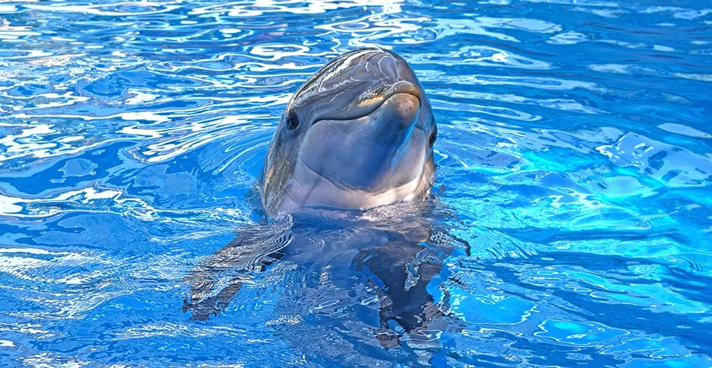 SeaWorld Orlando Dolphin Encounter Tour