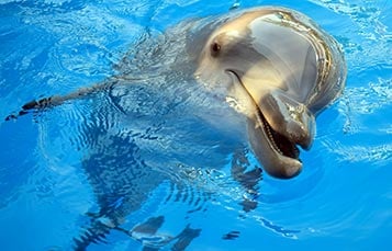 SeaWorld Orlando Dolphin Encounter Tour