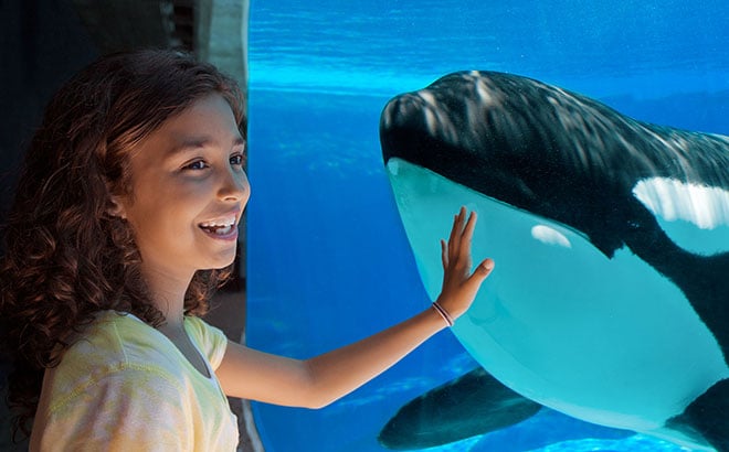 See Killer Whales from a different point of view at the underwater viewing window.