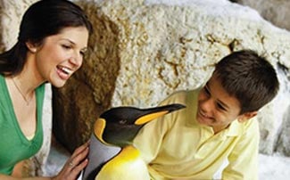 SeaWorld Orlando Penguins Up Close Tour