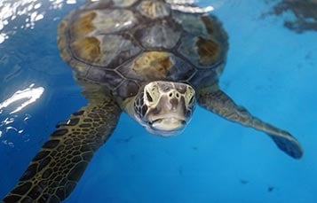 Rescued Sea Turtle