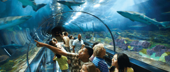 Sharks up close mobile