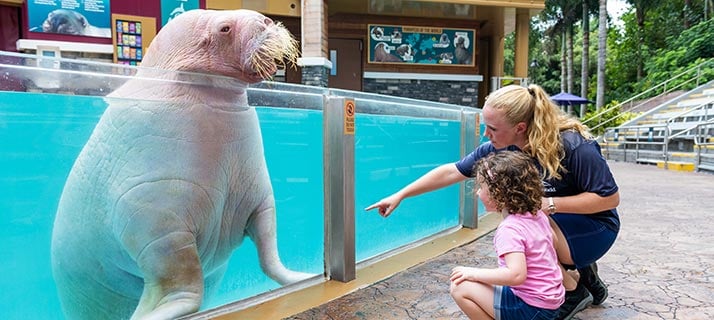 Walrus Encounter Tour at SeaWorld Orlando