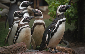 Magellanic Penguins