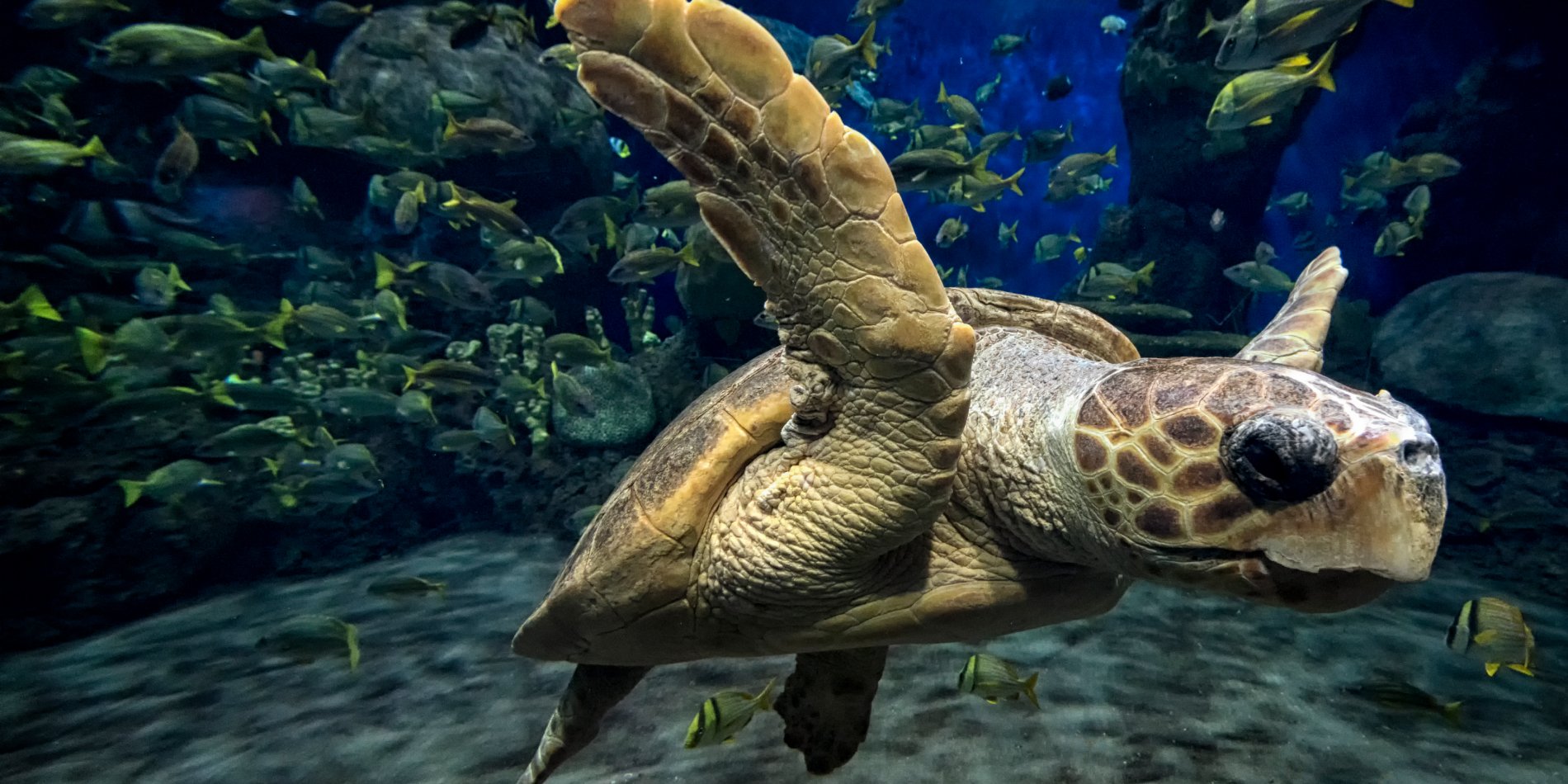 Sea Turtle at SeaWorld Inside Look event.