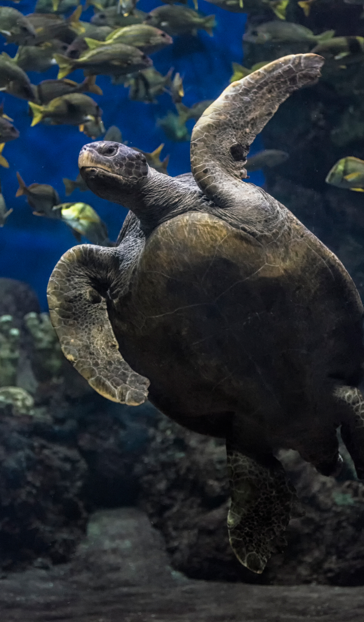 Sea Turtle at SeaWorld Inside Look event.