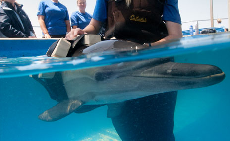 OCEARCH Partnership Rescue