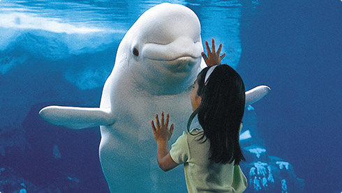 Girl looking at beluga