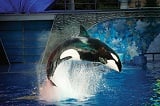 Shamu Light Up The Night