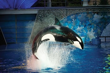 Shamu Light Up The Night