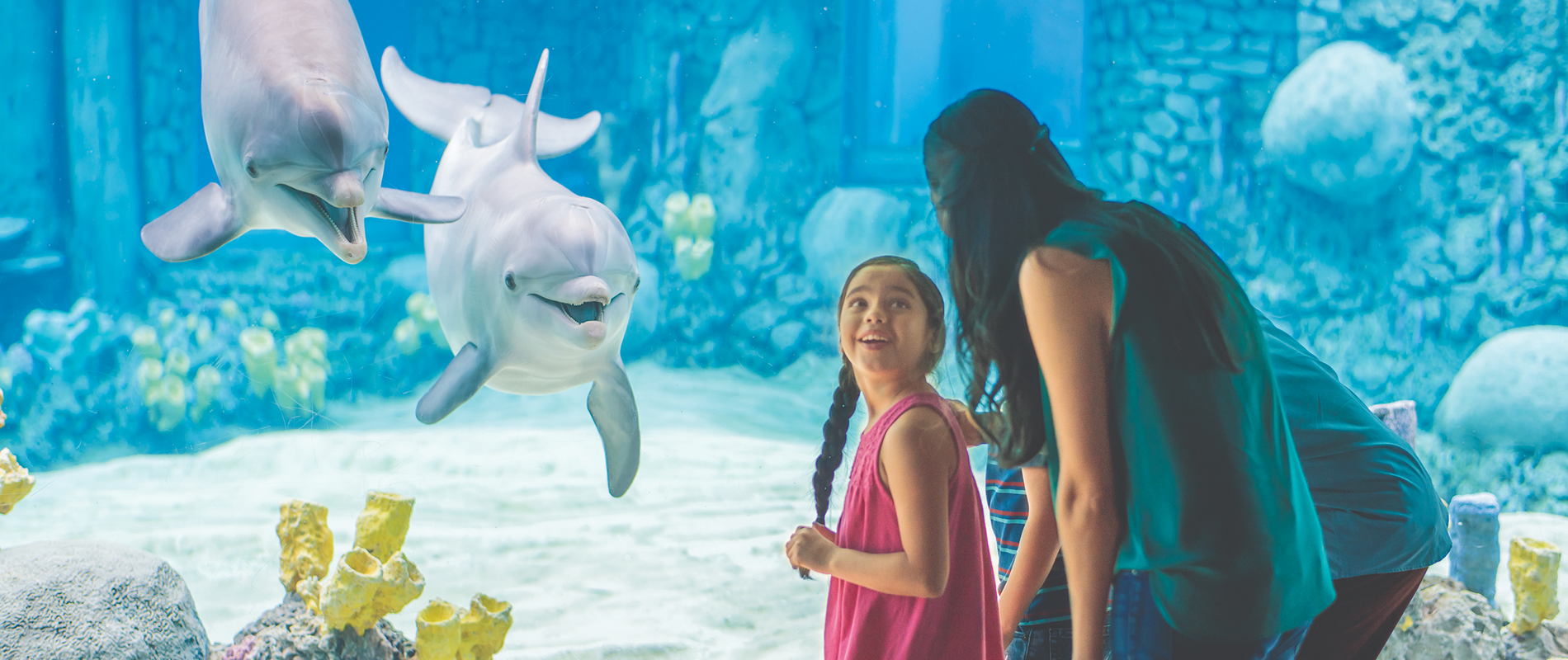 dolphin.