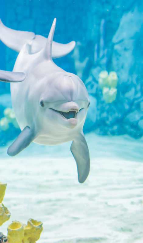 dolphin.