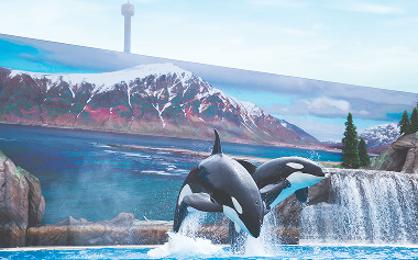 orcas
