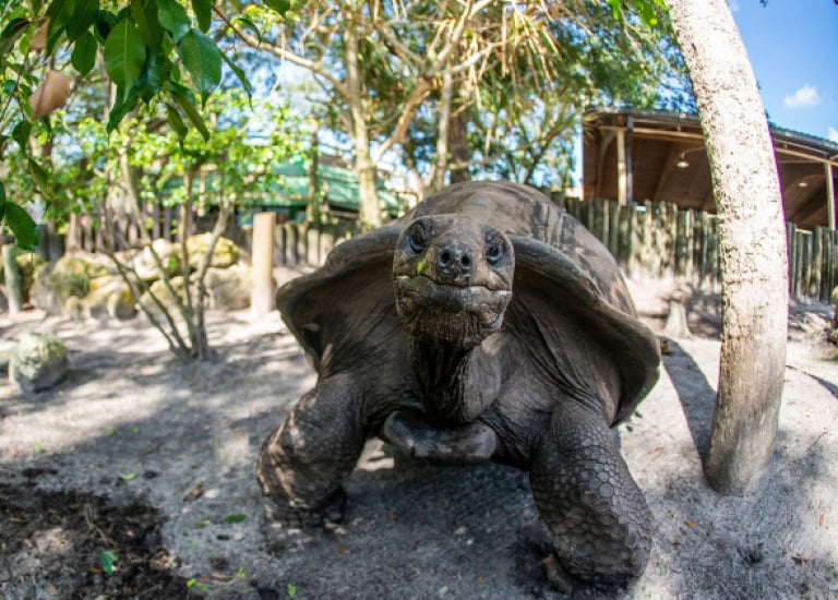 Aldabra tortoise in the All-New Aldabra Island at SeaWorld San Antonio.