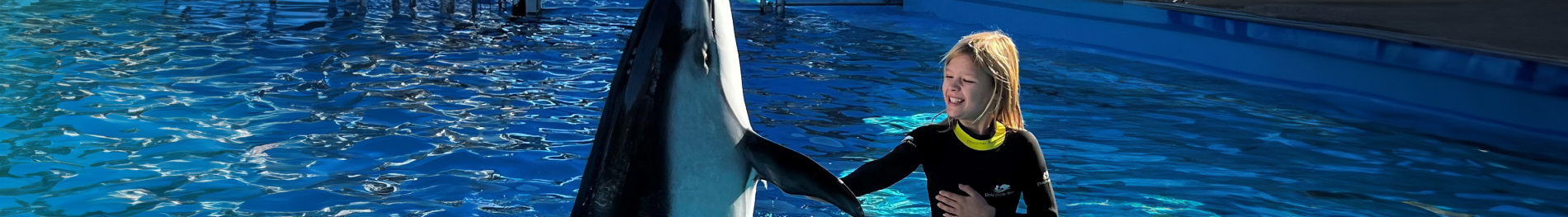 Guest having a Dolphin interaction at SeaWorld San Antonio.